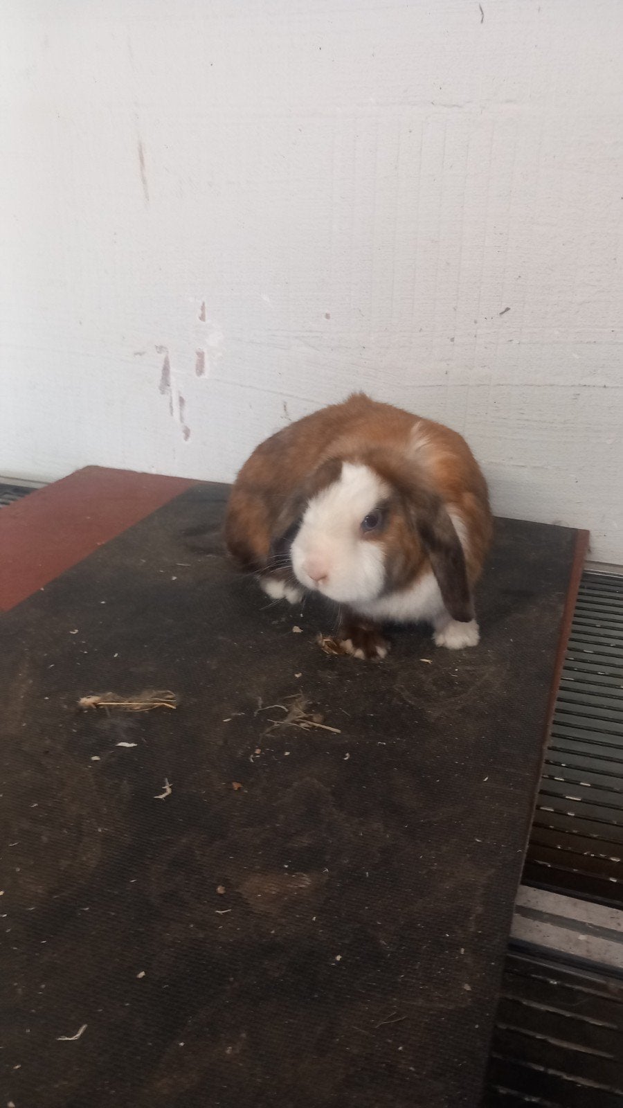 minilop hangoortje te koop voedster halfjaar  is ingeeind, Animaux & Accessoires, Lapins