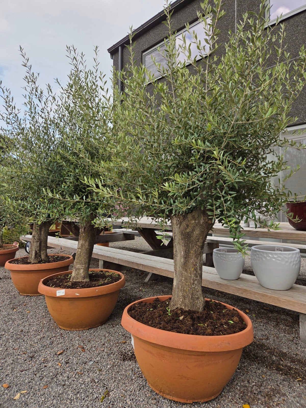 Olijfboom Olea Europaea in schaal, Tuin en Terras, Ophalen, Olijfboom