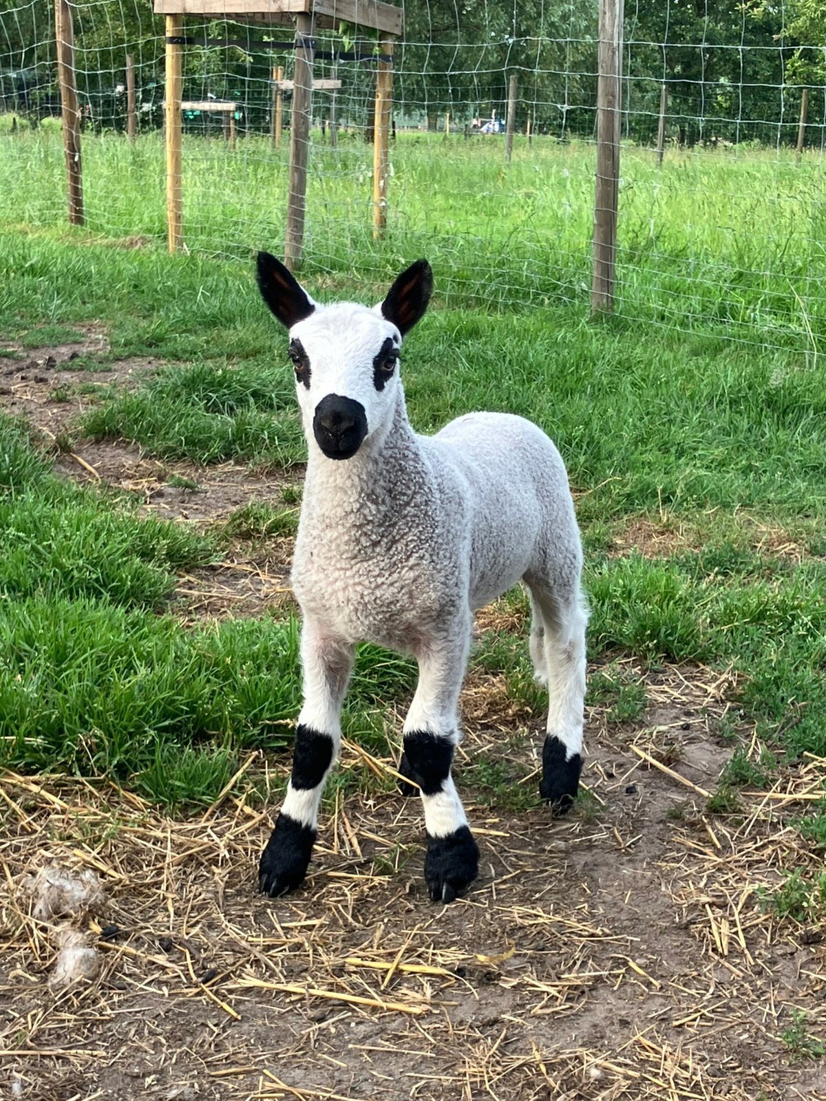 Kerry Hill ram lammeren, Dieren en Toebehoren, Schapen, Geiten en Varkens, Schaap, Meerdere dieren, 0 tot 2 jaar