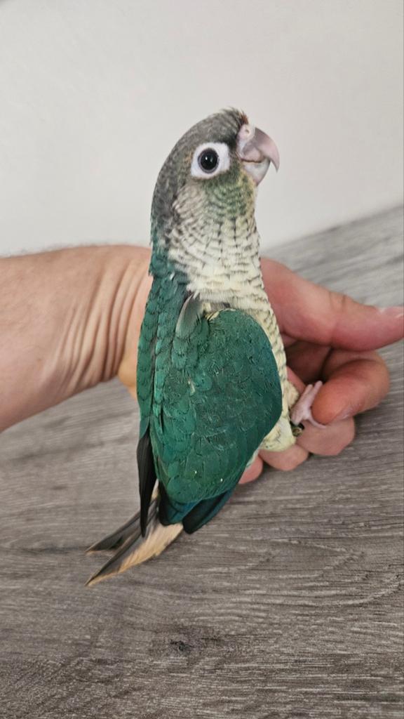 Young Pyrrhura molinea turkoois opaline EAM