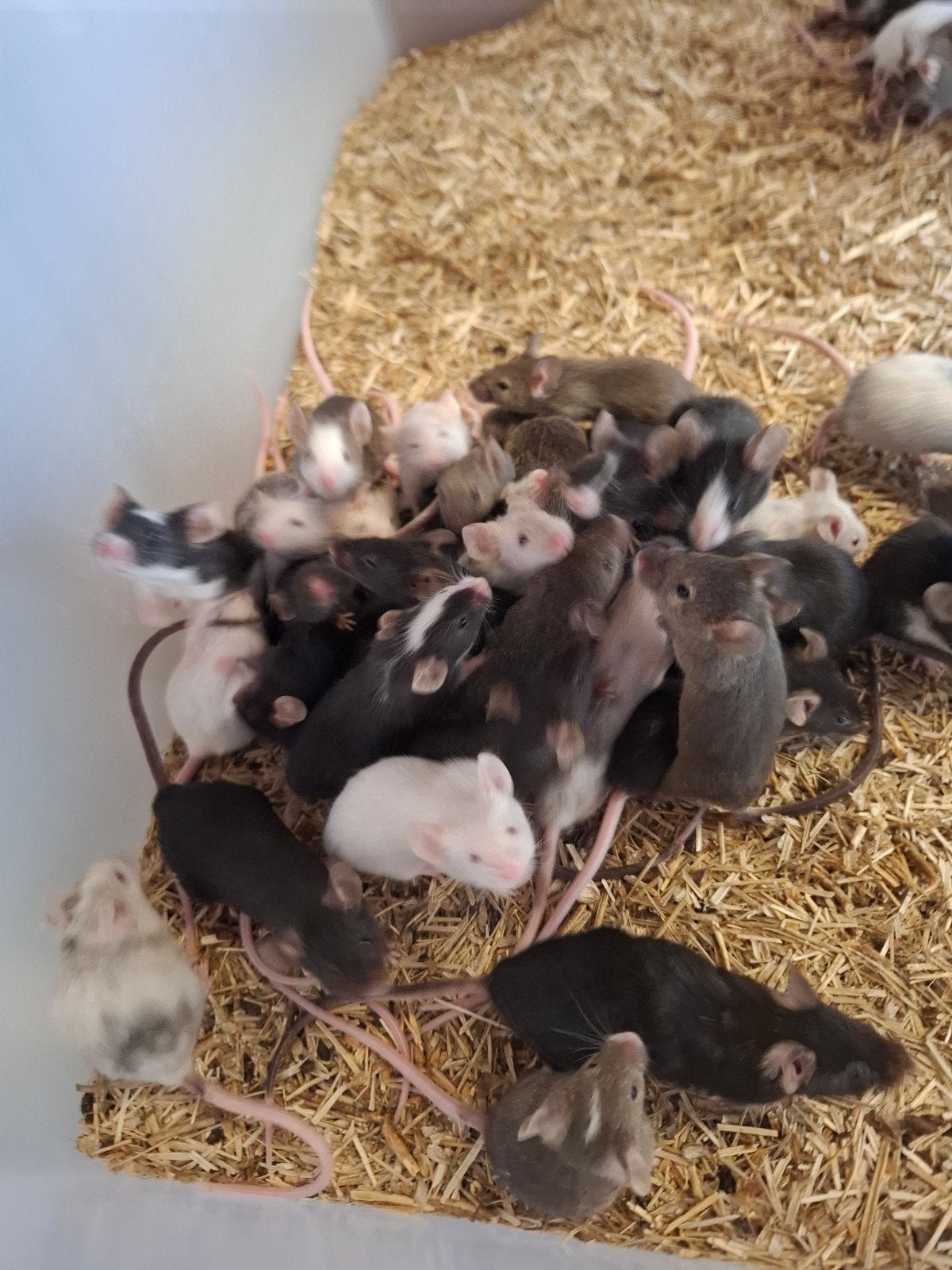 muizen, Dieren en Toebehoren, Knaagdieren, Juli, Meerdere dieren, Muis