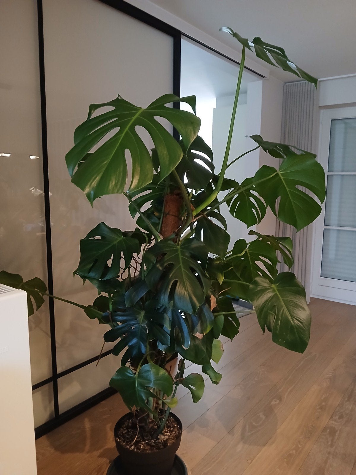 Monstera kamerplant, Ophalen
