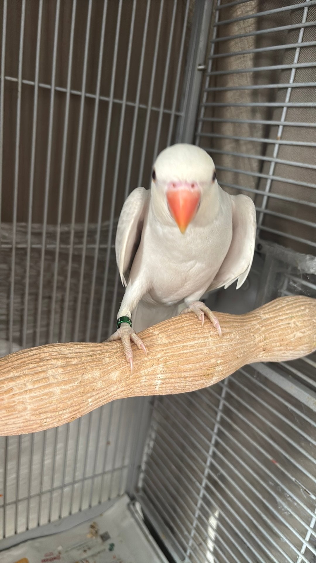 2 perruches à collier âgées de 2 mois, Animaux & Accessoires, Oiseaux | Perruches & Perroquets