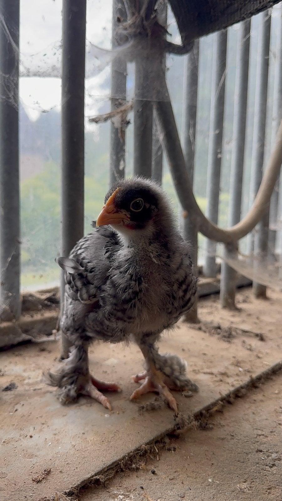 Magnifique poussin coucou de malines