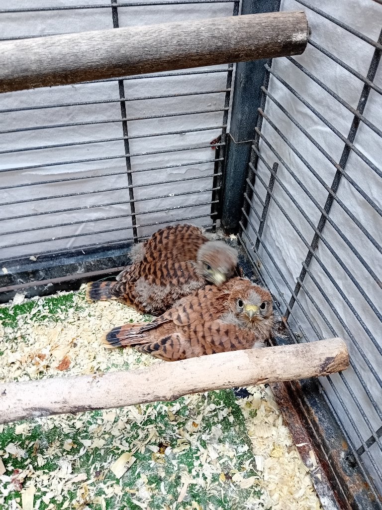 crécerelle européen, Femelle, Oiseau de proie, Domestique
