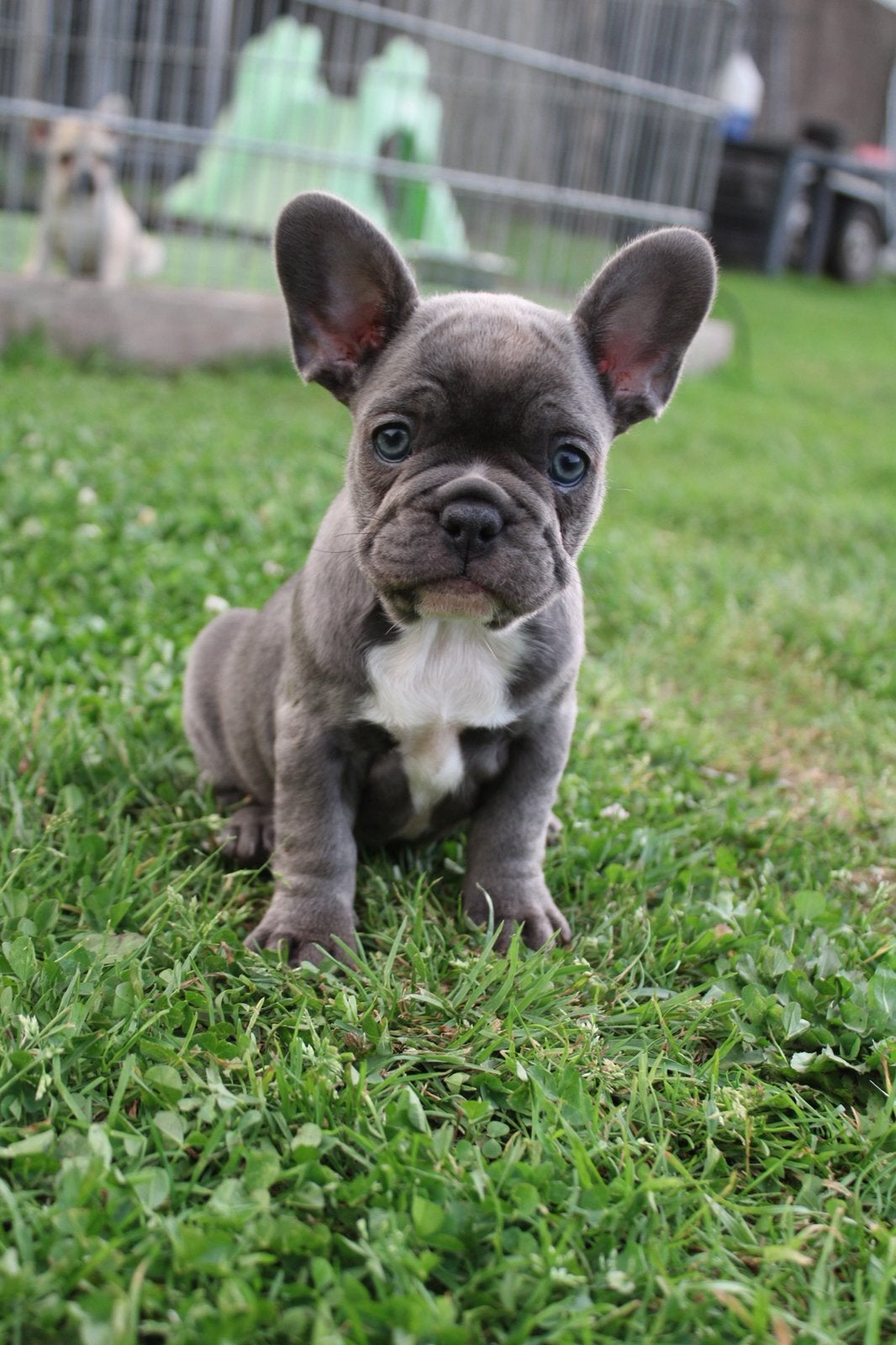 Chiots bouledogue français, Animaux & Accessoires, Chiens | Bouledogues, Pinschers & Molossoïdes, Bouledogue, Plusieurs, Hépatite contagieuse (maladie de Rubarth)