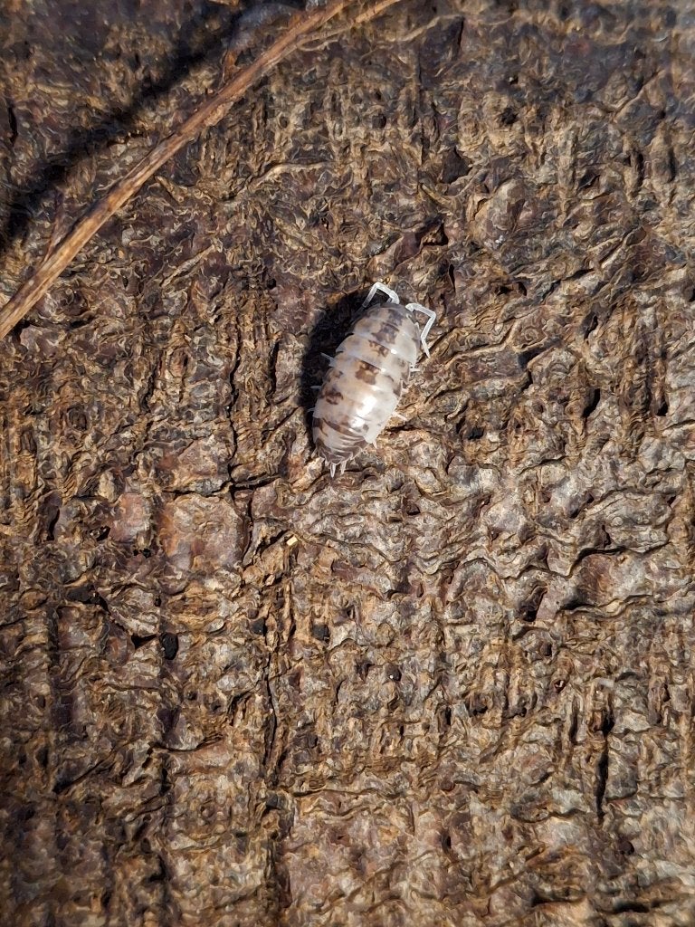 Pissebedden Cylisticus convexus 'ukraine pied', Autres espèces