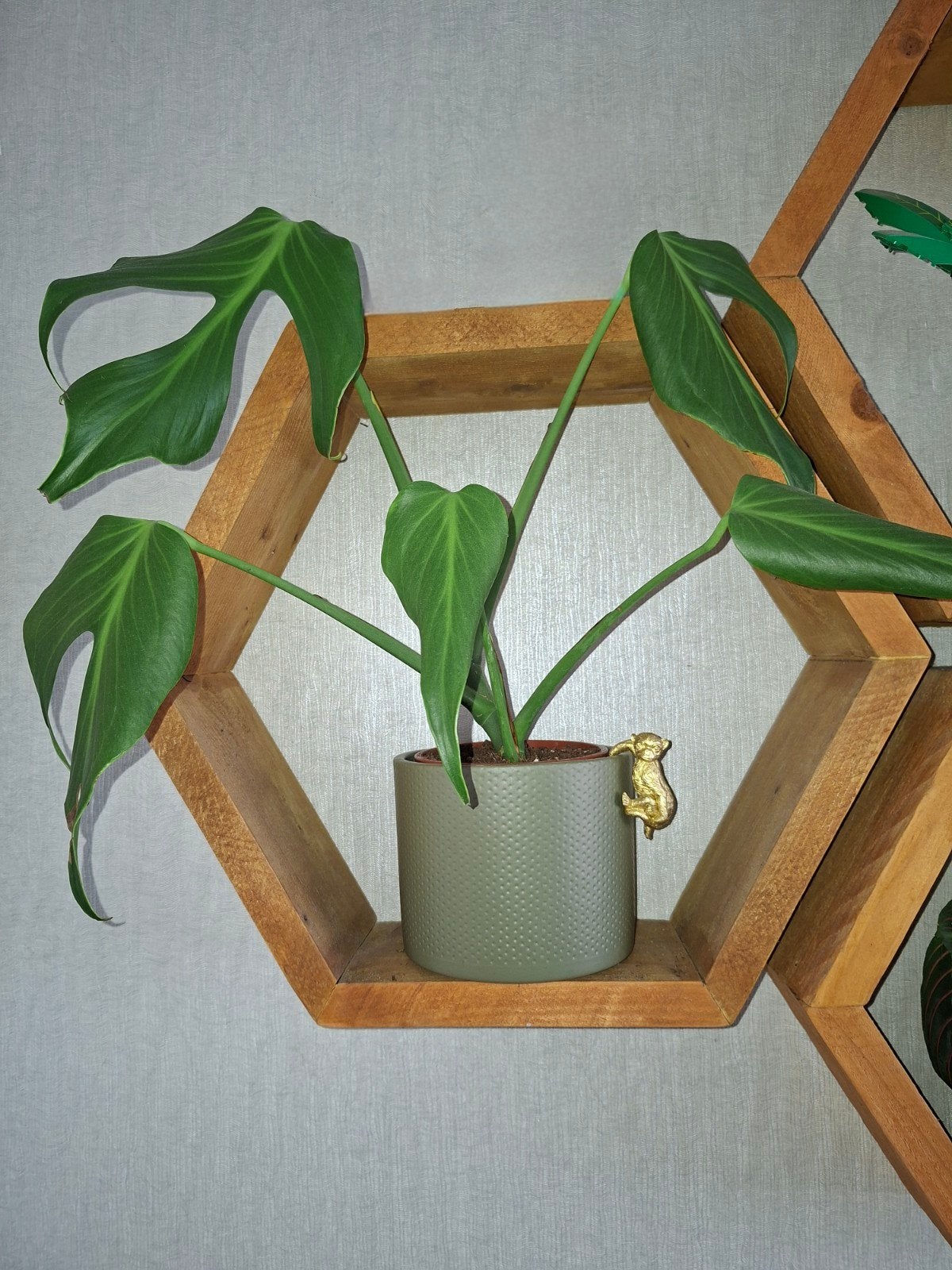 Monstera burle Marx, Ophalen