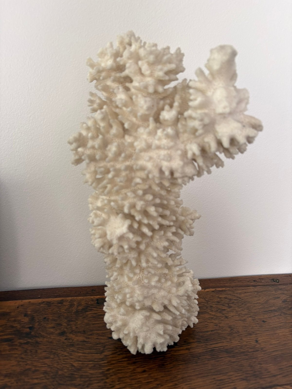 Corail blanc, Enlèvement ou Envoi, Fossile