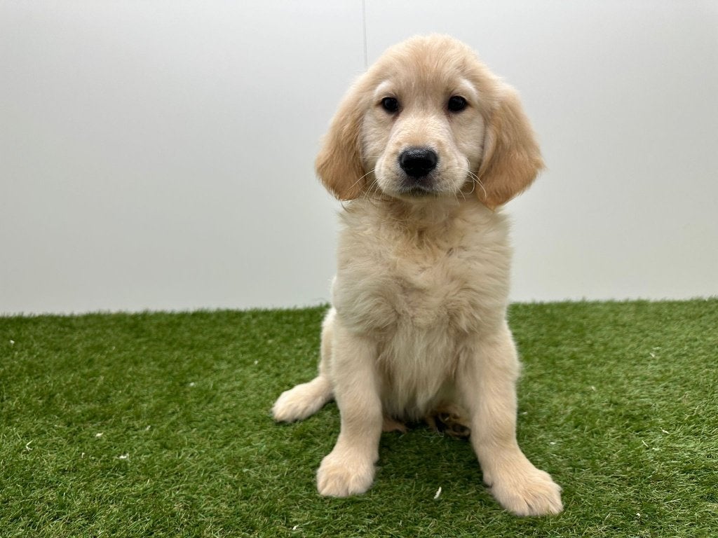 Chiots Golden Retriever, Animaux & Accessoires, Chiens | Retrievers, Épagneuls & Chiens d'eau, Plusieurs animaux, Golden retriever