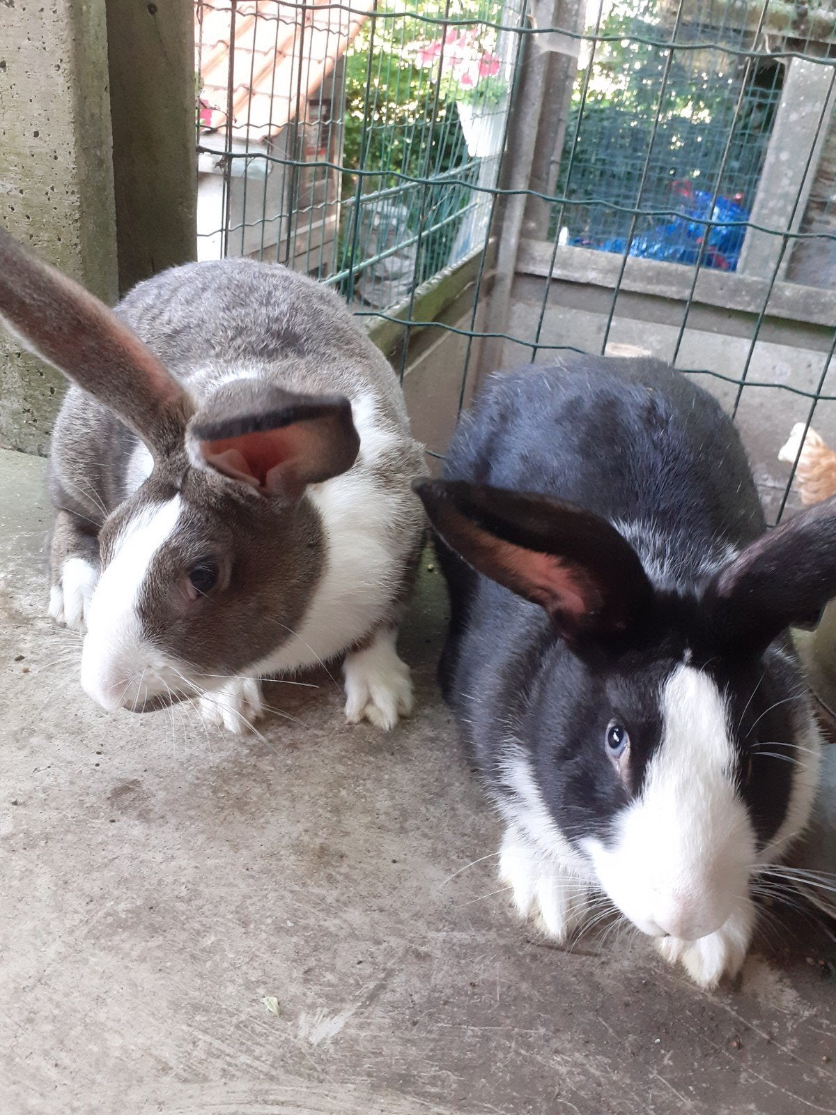 Konijnen, Dieren en Toebehoren, Konijnen