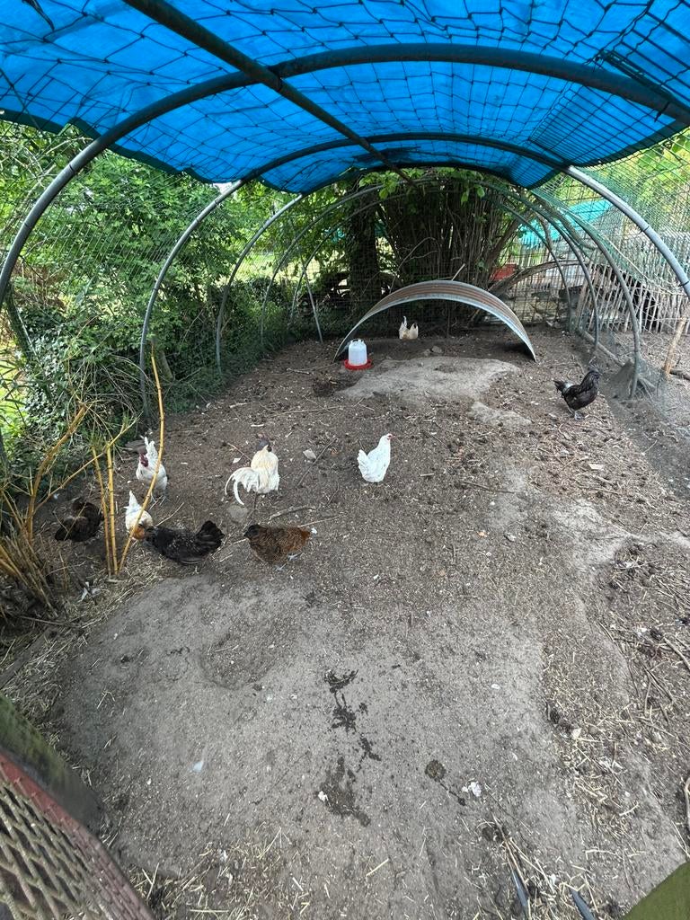 Kippen, Dieren en Toebehoren, Geslacht onbekend, Kip