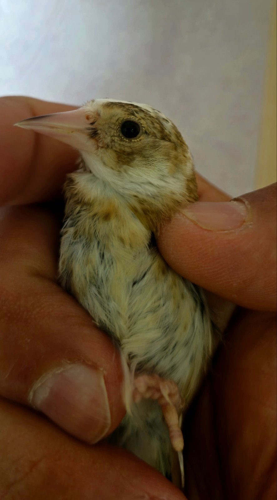 chardonneret panaché, Mannelijk, Wildzangvogel, Tam