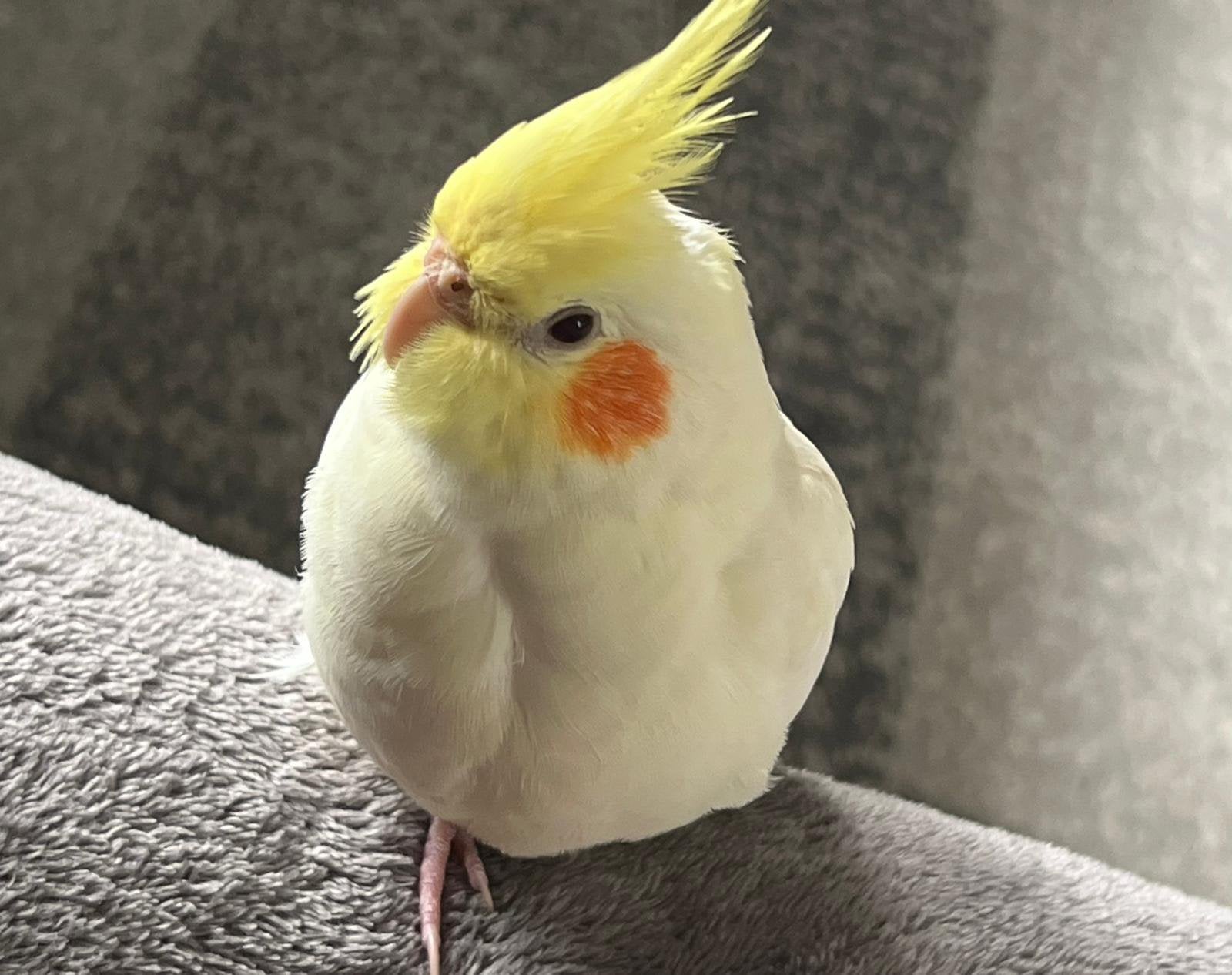 vermist valkparkiet, Dieren en Toebehoren, Vogels | Parkieten en Papegaaien