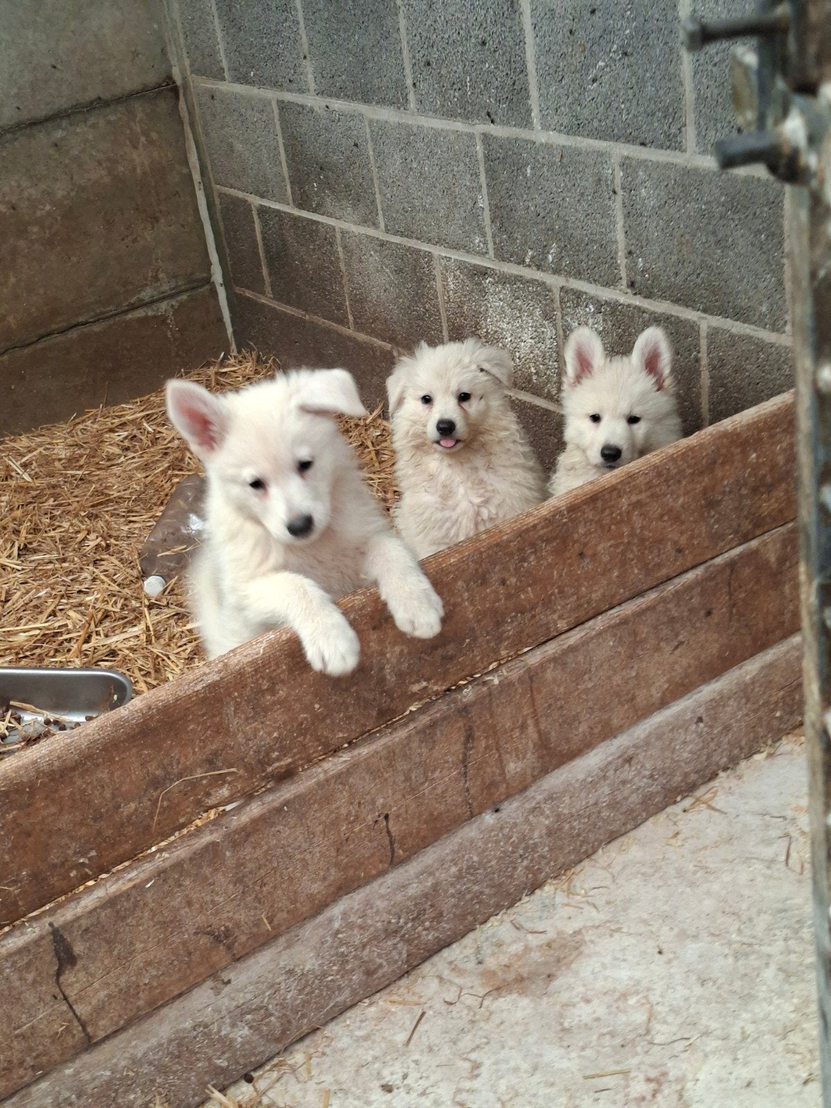 Zwitserse herder pups, Animaux & Accessoires, Chiens | Bergers & Bouviers, 8 à 15 semaines, Plusieurs, Éleveur | Loisir, Hépatite contagieuse (maladie de Rubarth)