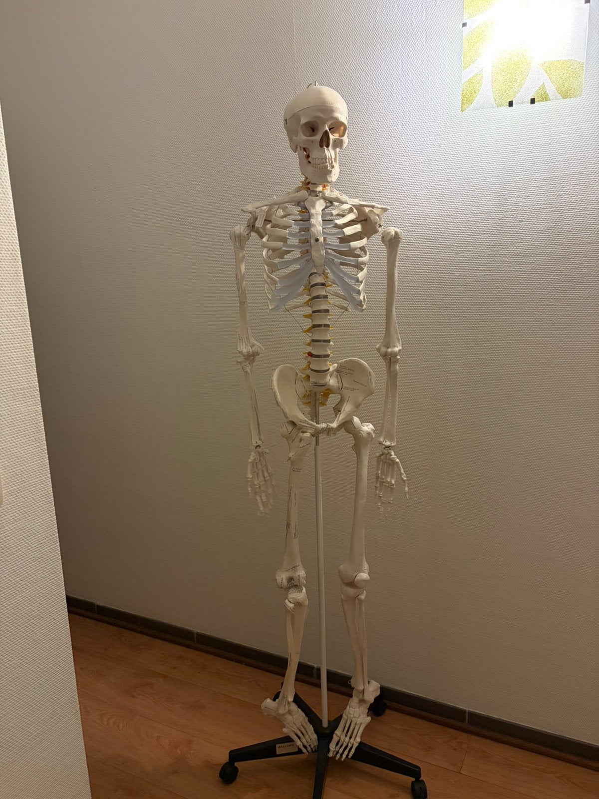 Anatomie studieskelet, Livres, Enlèvement, Comme neuf