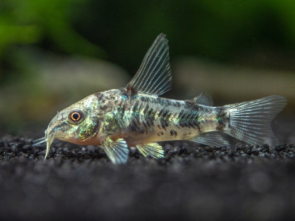 corydoras pepper longfin  kweekgroep  prijs is voor allemaal, Animaux & Accessoires