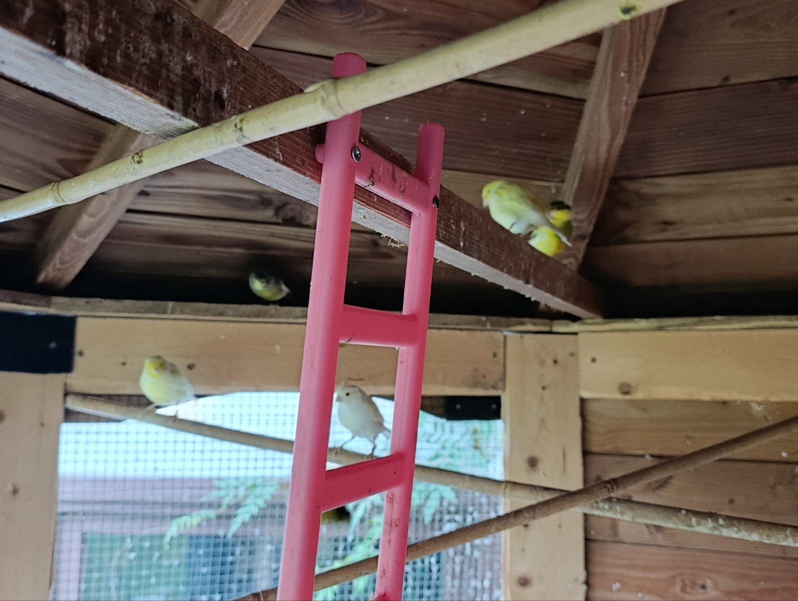 kanaries, Dieren en Toebehoren, Ophalen
