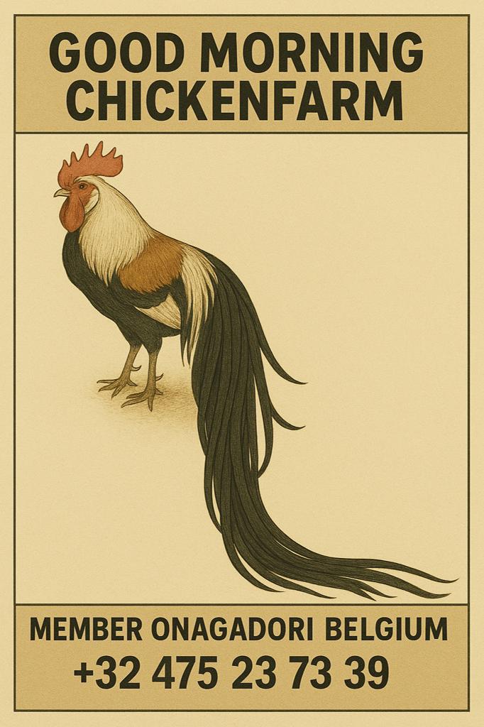 Œufs fecondes, Animaux & Accessoires, Sexe inconnu, Poule ou poulet