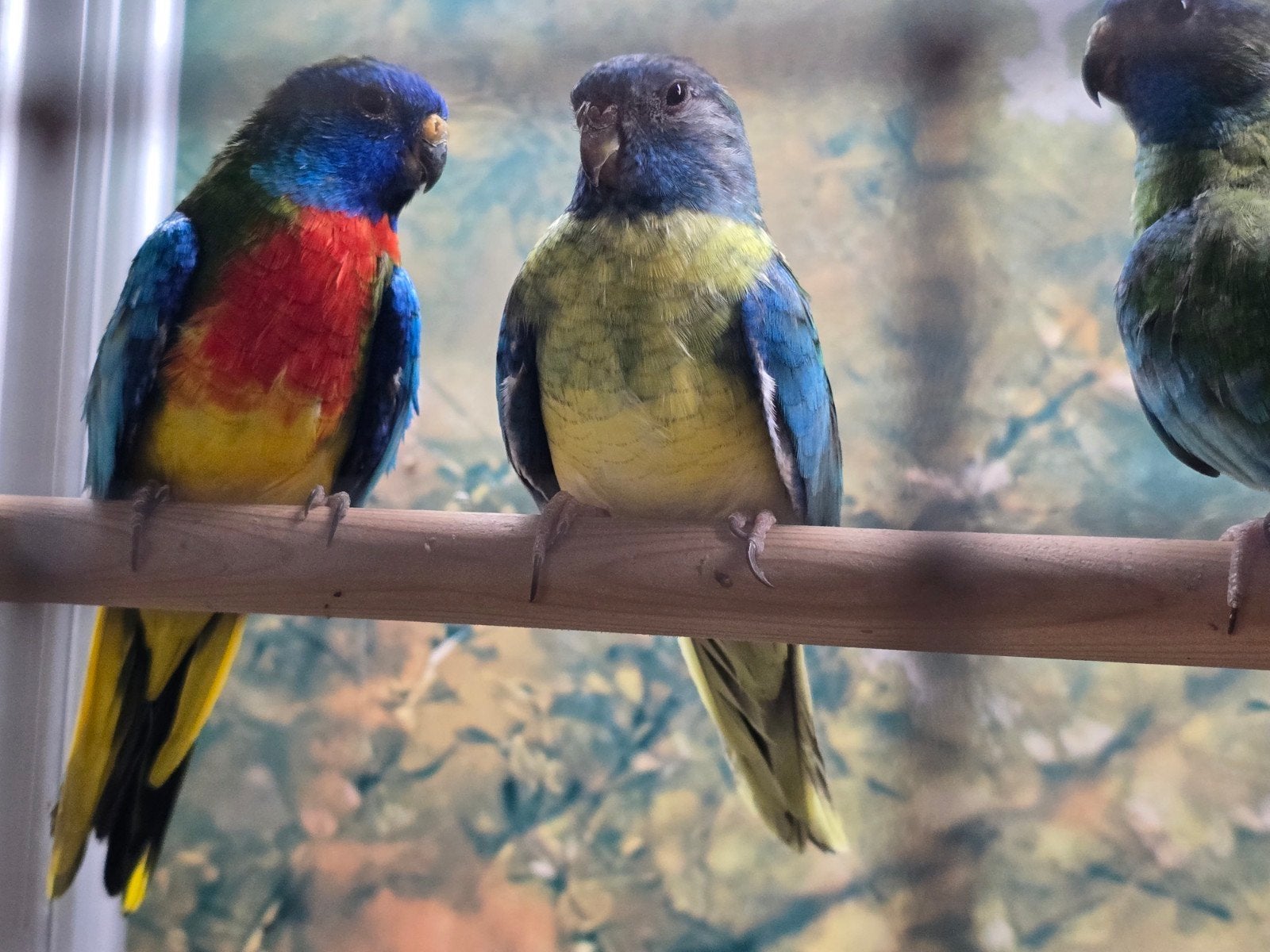 splendids en Turquasine mannen en poppen, Dieren en Toebehoren