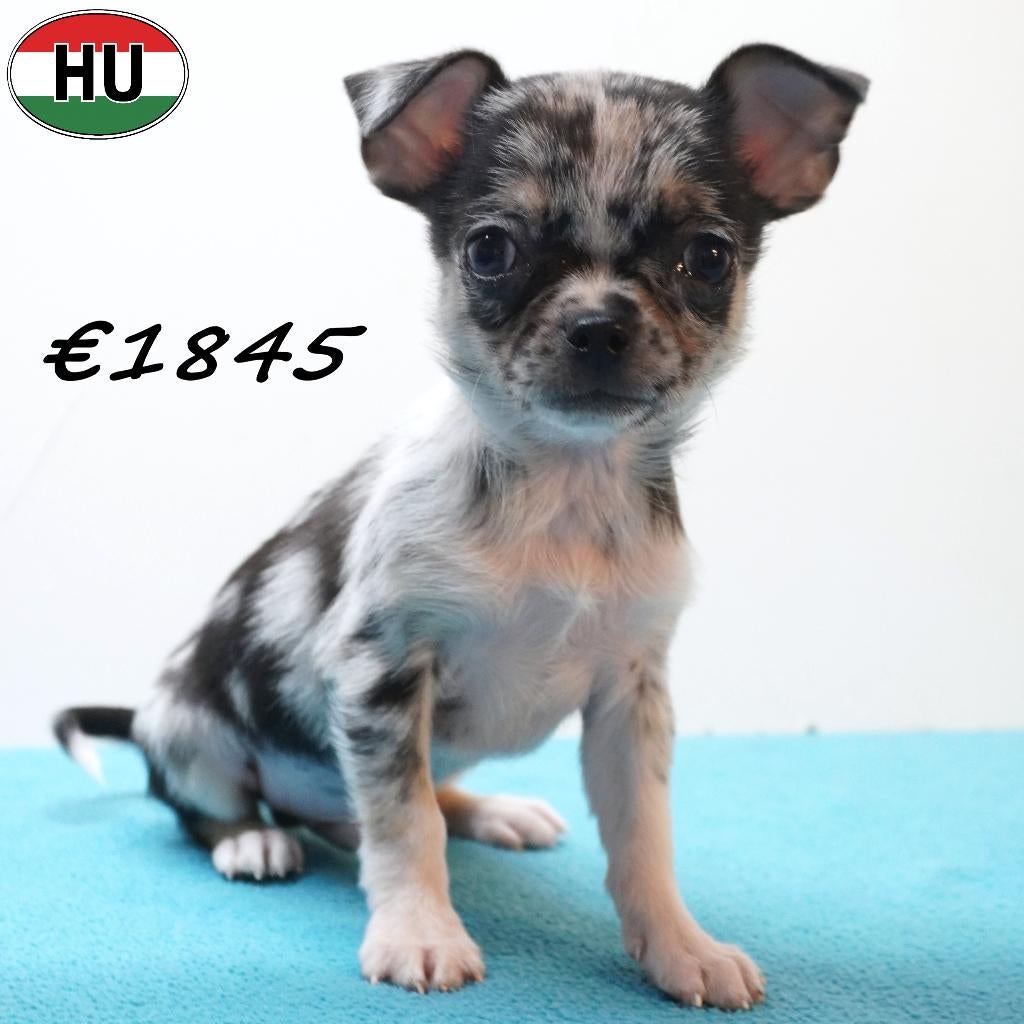 Chihuahua Korthaar - pups te koop, 15 weken tot 1 jaar, Handelaar, Buitenland, Parvo