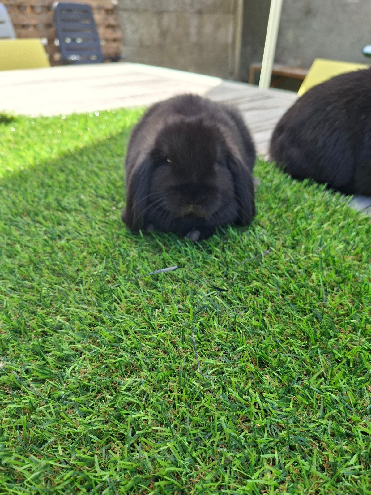 koppel minilop mama en dochter