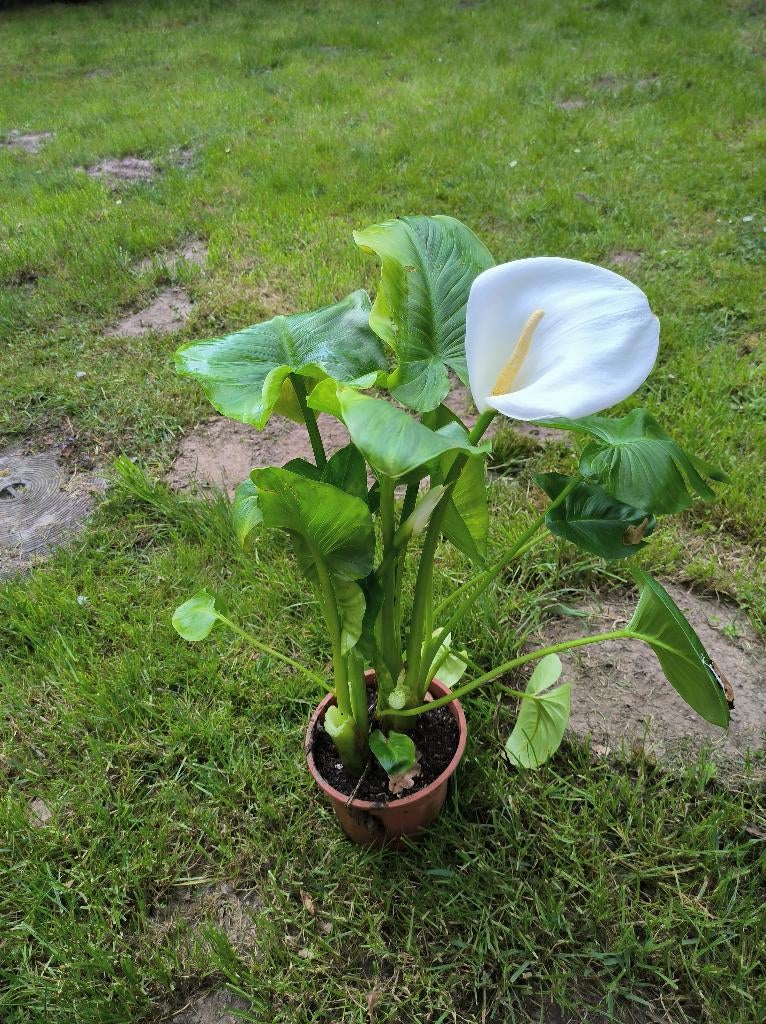 Aronskelk, Tuin en Terras, Planten | Tuinplanten, Ophalen, Vaste plant, Overige soorten, Halfschaduw