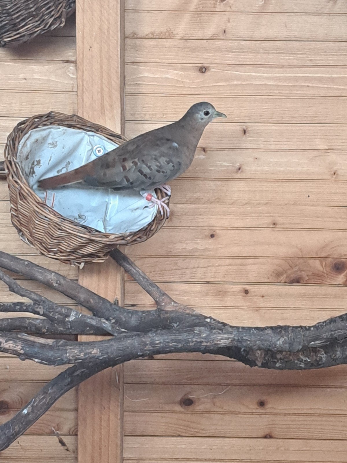 duivin blauwe grondduif, Dieren en Toebehoren