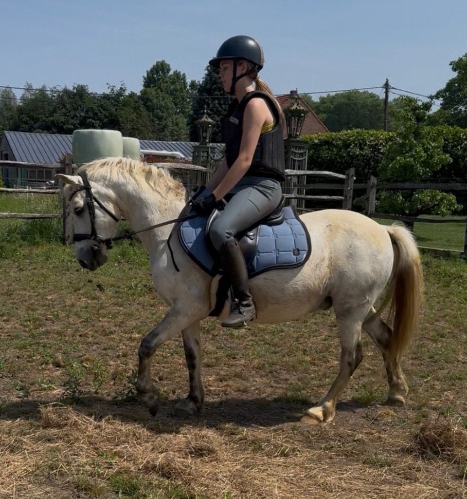 B pony, Dieren en Toebehoren, Pony's, B, Ruin, B pony (1.17m tot 1.27m), 11 jaar of ouder