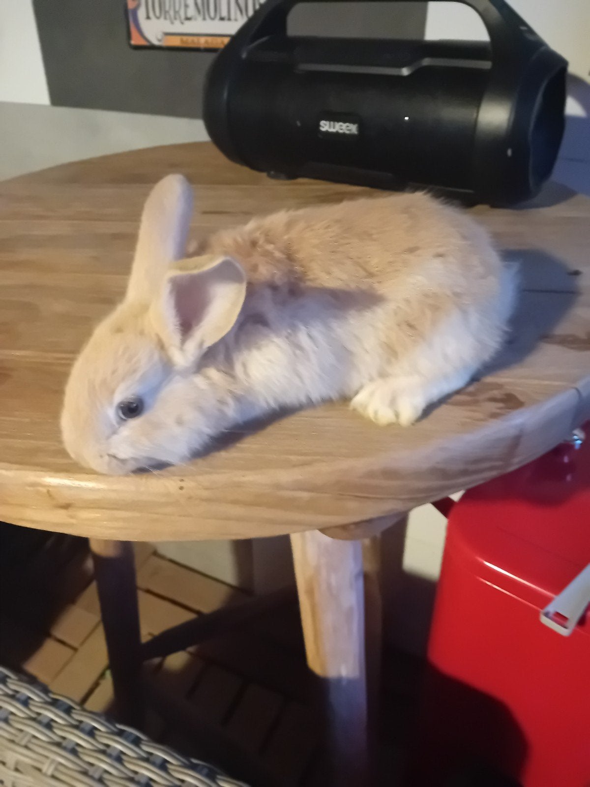 mooie jonge gele Vlaamse reuzen, Dieren en Toebehoren