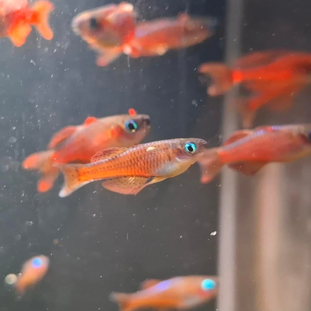 Pseudomugil Luminatus - Poisson d'aquarium, Poisson, Poisson d'eau douce