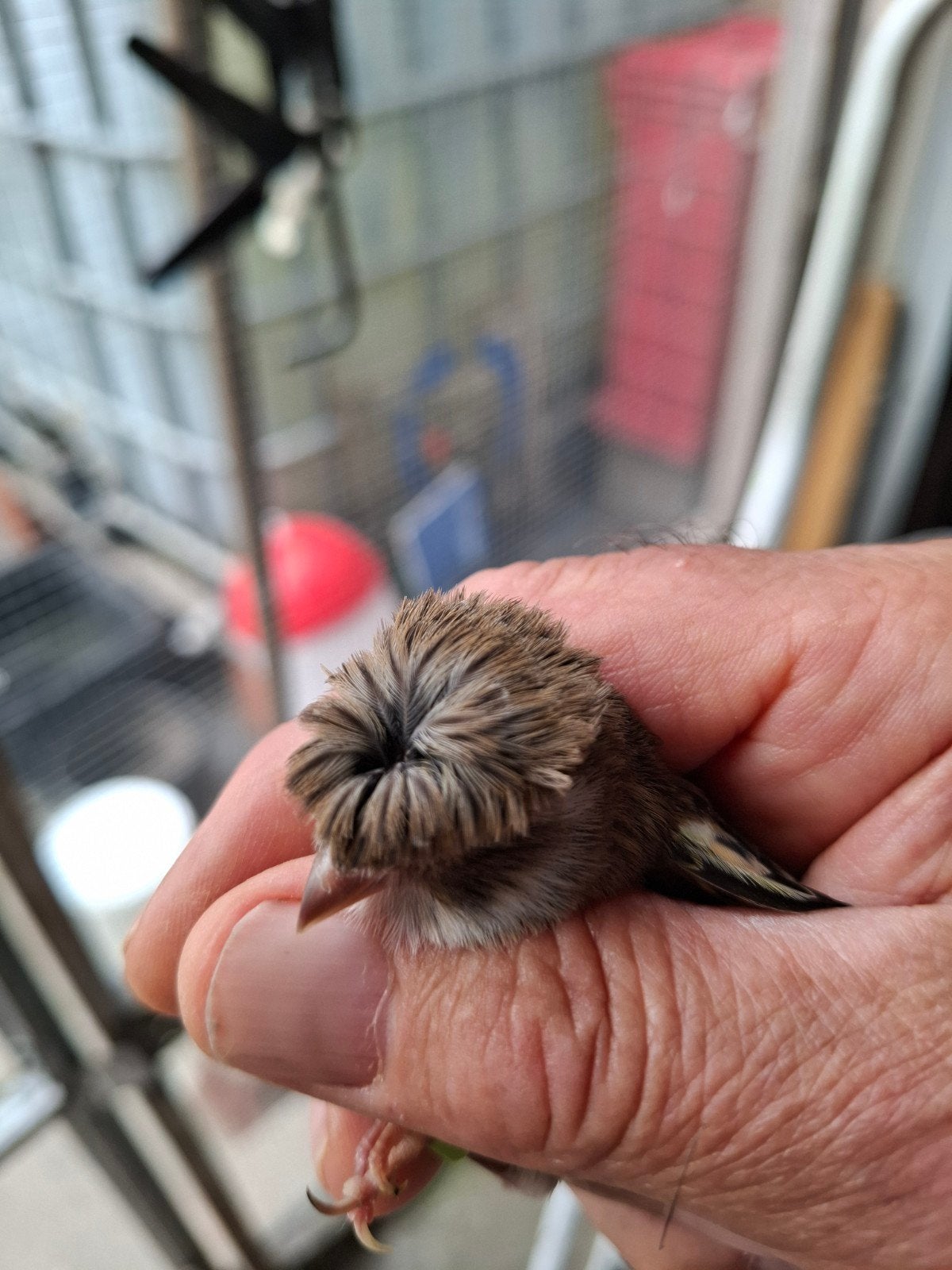 Koppel kanaries, Dieren en Toebehoren, Vogels | Overige Vogels