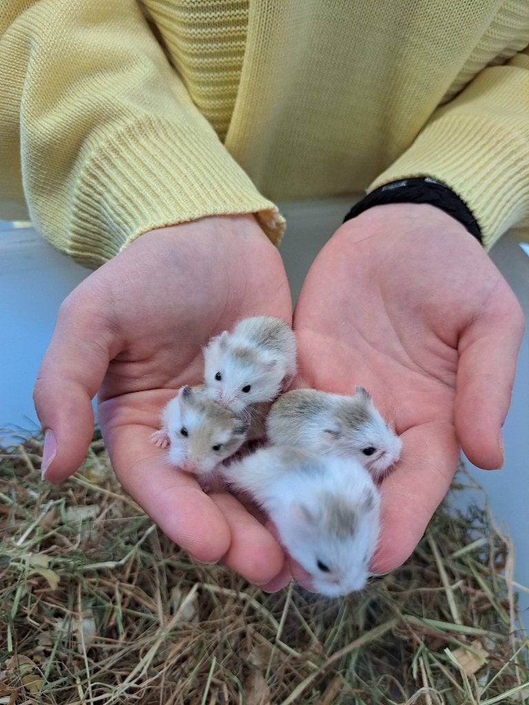 Roborovski dwerghamster, Hamster, Mei, Meerdere dieren, Tam