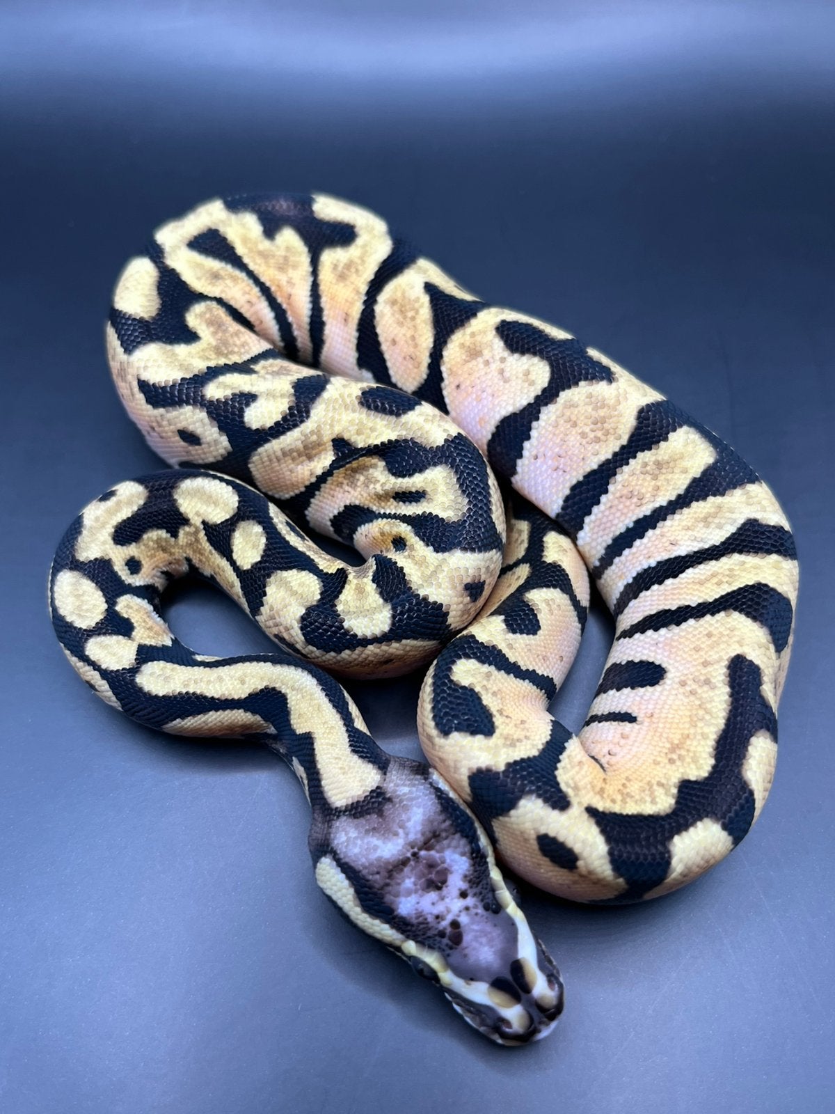 Sale Antwerpen Div.Koningspythons,Ball Python,Python Regius Ball Python photo 6