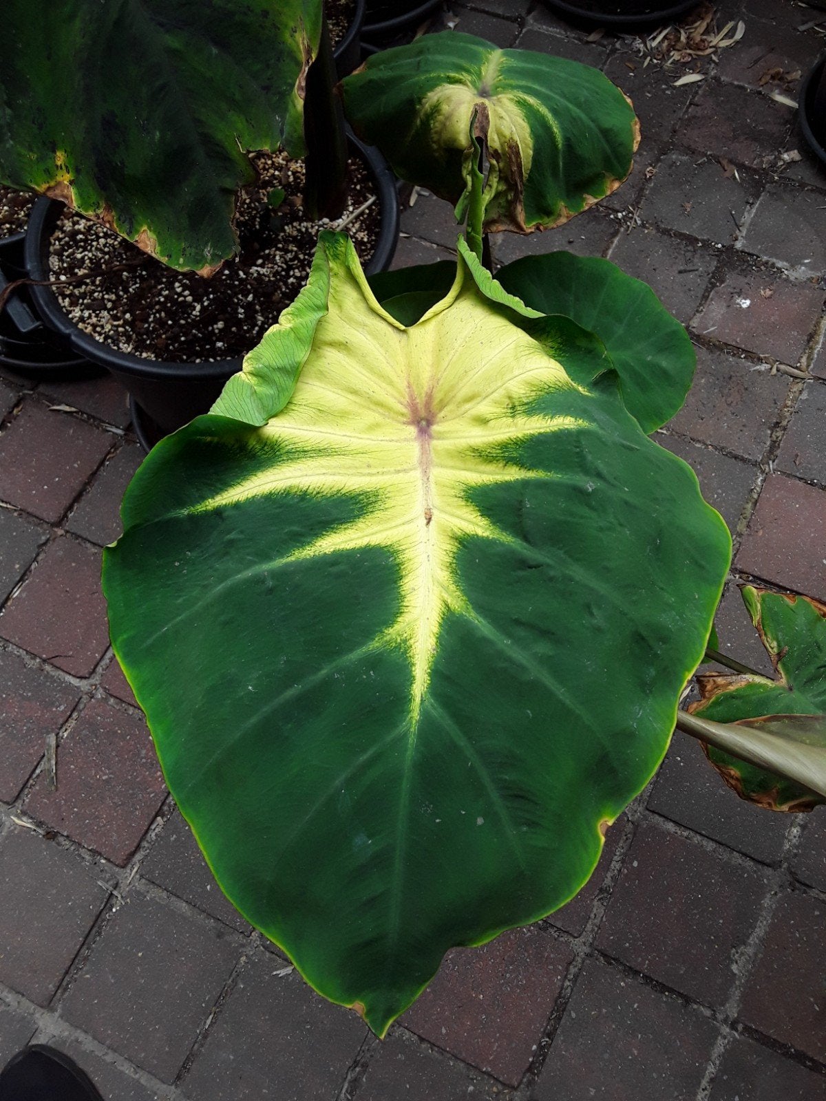 Colocasia sunshine day, Tuin en Terras, Ophalen of Verzenden
