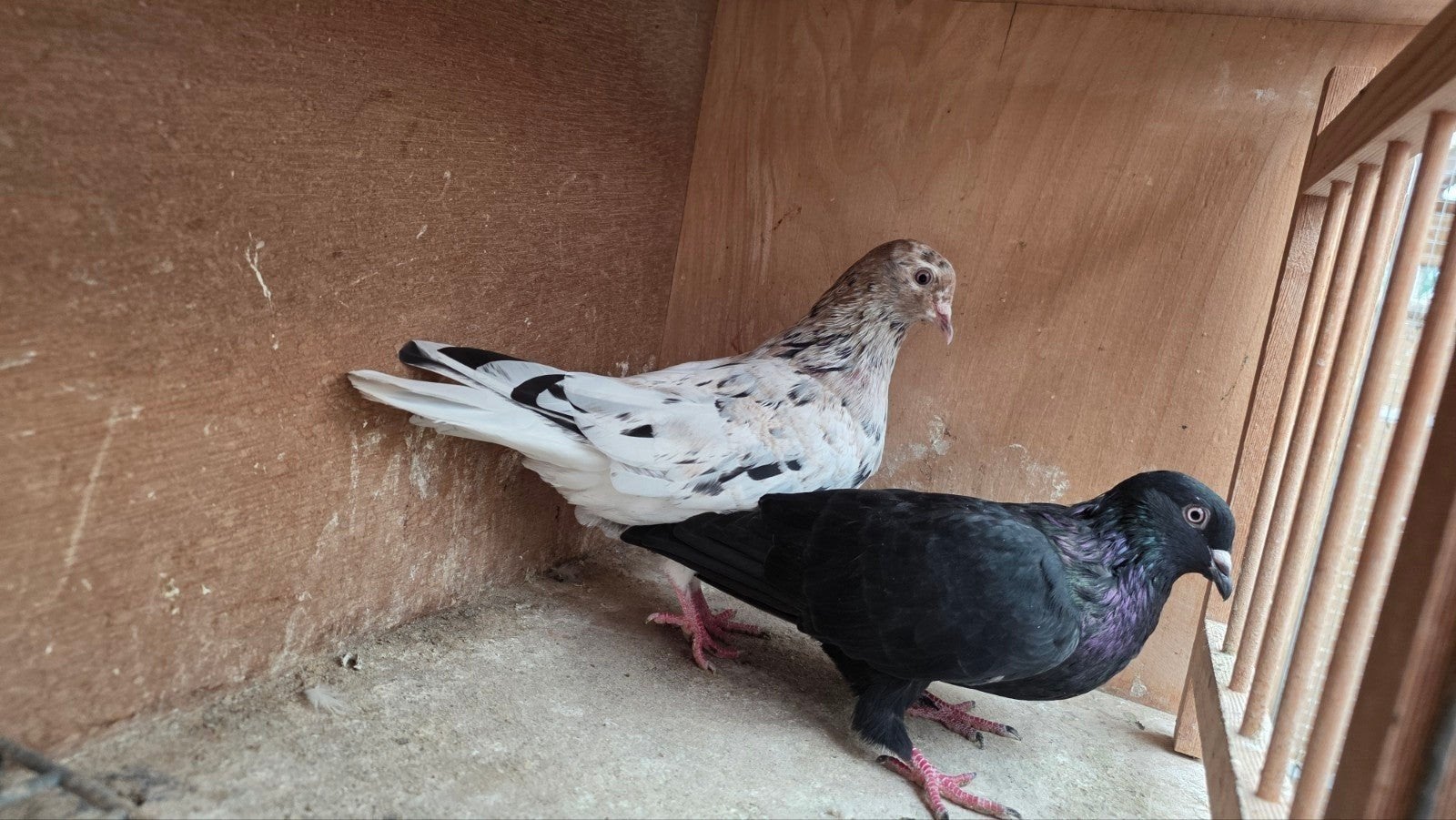 Iraanse duiven, Dieren en Toebehoren, Meerdere dieren, Tuimelaar of Roller