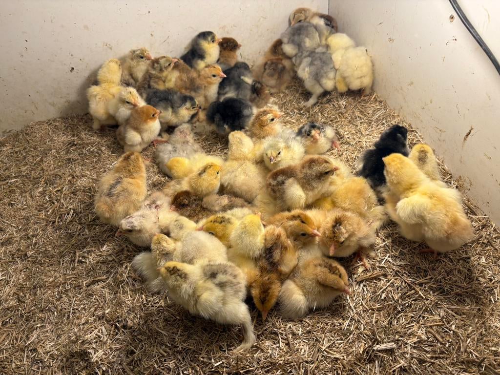 Kuikens brahma beschikbaar, Dieren en Toebehoren, Geslacht onbekend, Kip