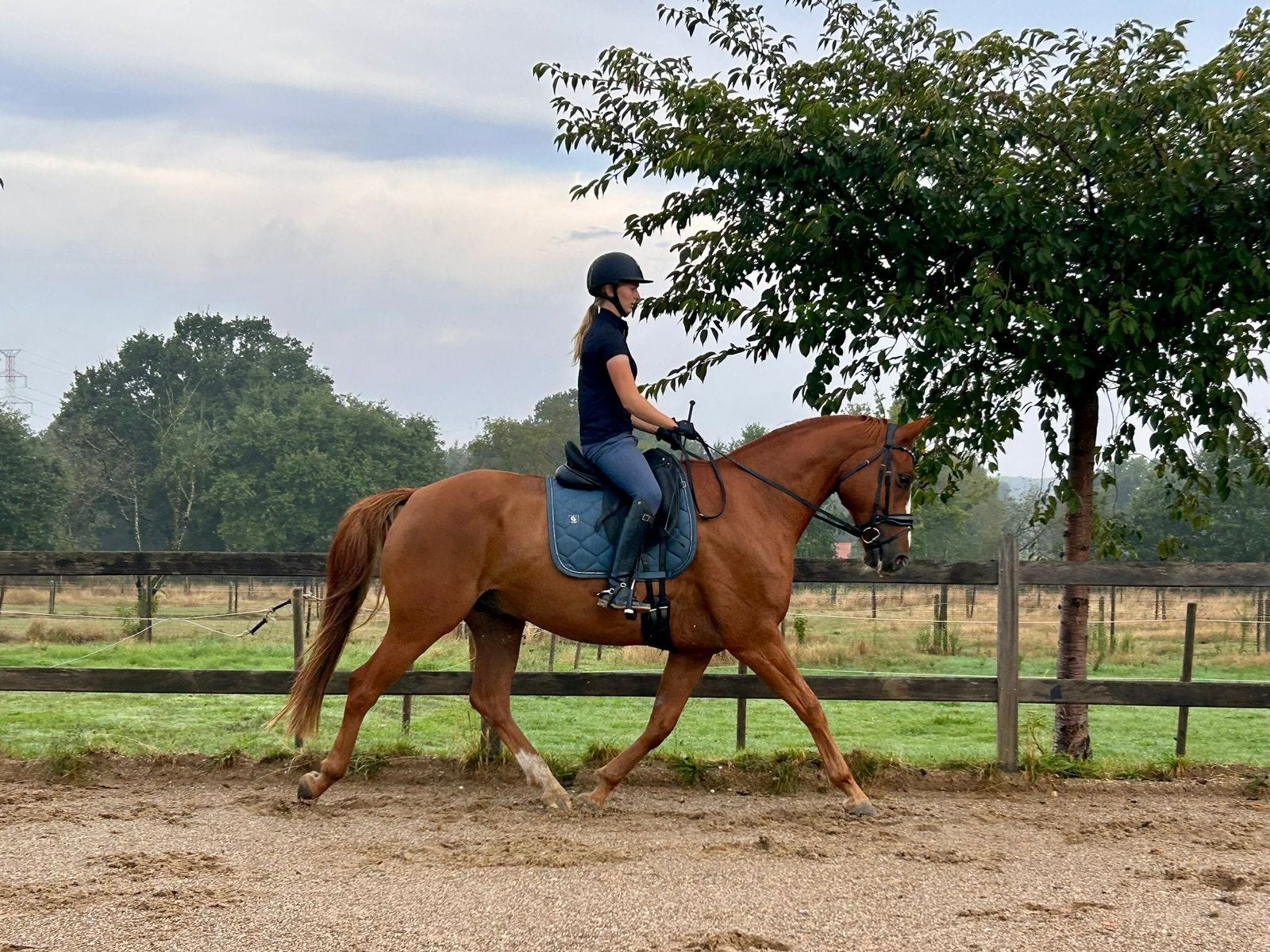 Lieve 6 jarige ruin, Dieren en Toebehoren, Met stamboom, Ruin, Dressuurpaard, 3 tot 6 jaar