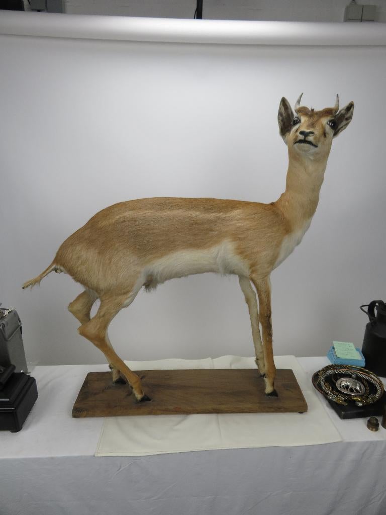 opgezette antilope, Collections, Collections Animaux, Enlèvement, Animal sauvage, Animal empaillé