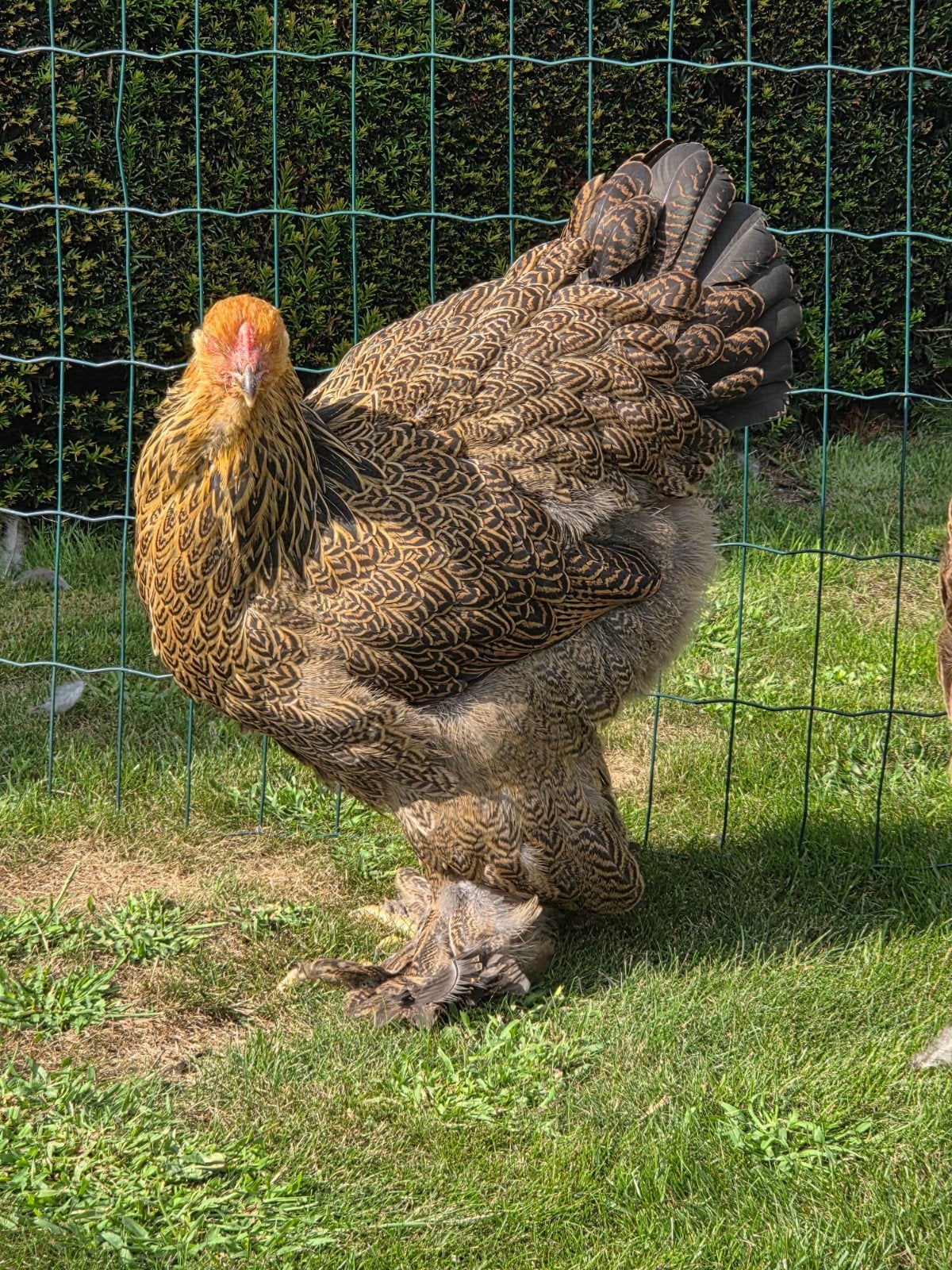 Brahma meerzomig patrijs, Dieren en Toebehoren