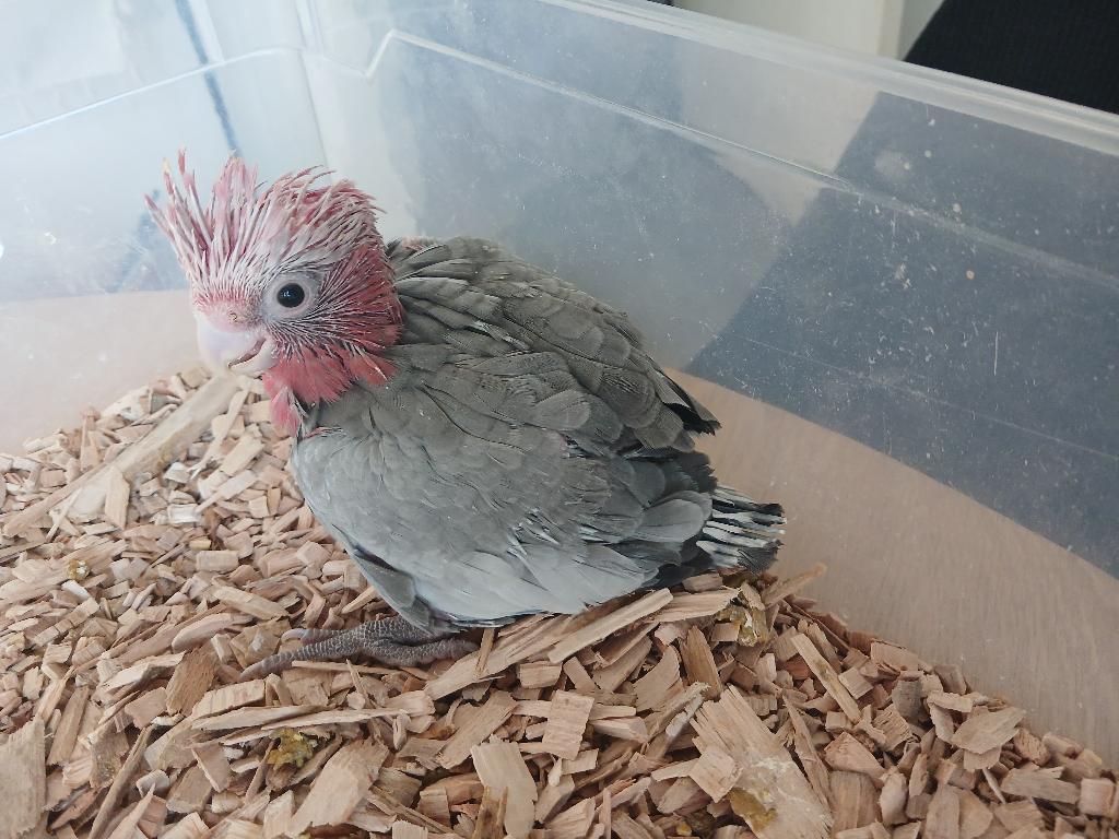 Cacatoès rosalbin, Dieren en Toebehoren, Geslacht onbekend, Papegaai, Pratend