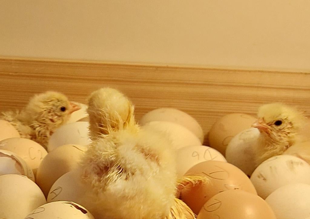 TOP-klasse Poule de Bresse kuikens, Dieren en Toebehoren, Pluimvee, Geslacht onbekend, Kip
