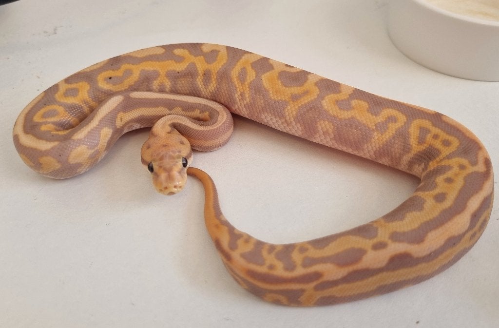 1.0 banana leo spotnose black pastel od het clown 66% pied