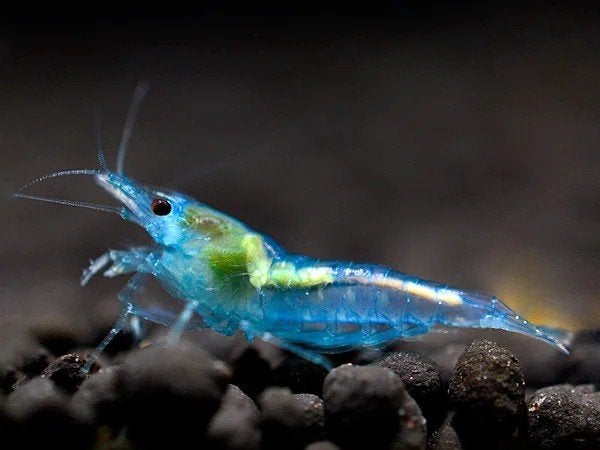 Blue jelly neocaridina.