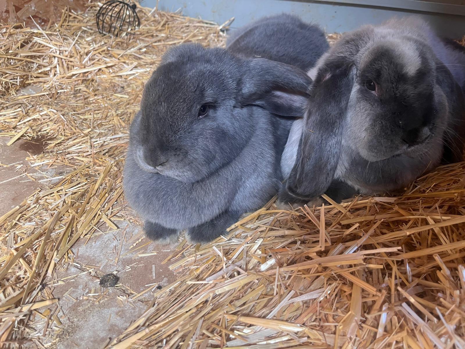 Twee Vlaamse Reuzen konijnen gratis, Dieren en Toebehoren
