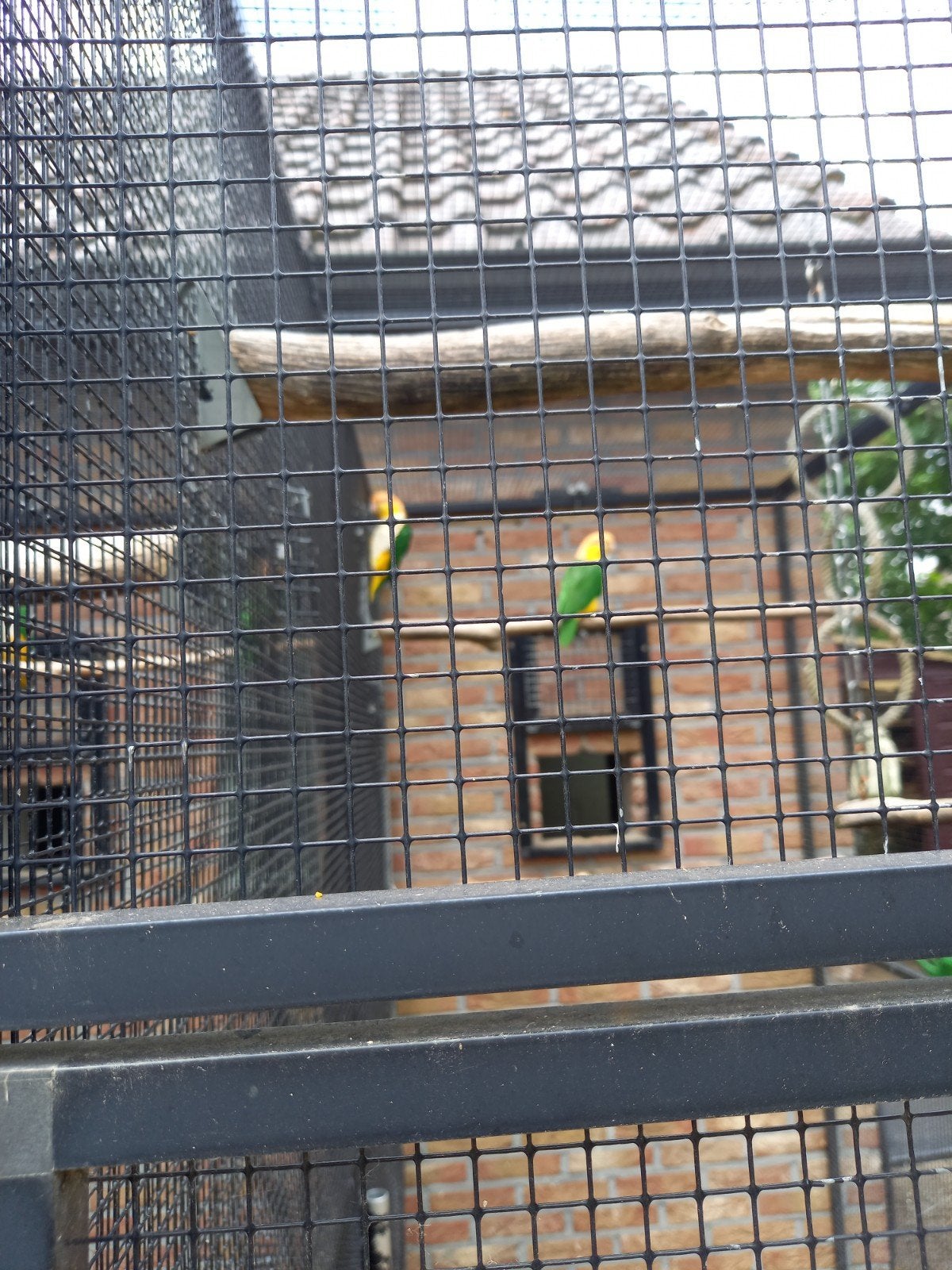 Roestkop- en zwartkopcaiques, Dieren en Toebehoren, Vogels | Parkieten en Papegaaien, Meerdere dieren, Papegaai, Geringd