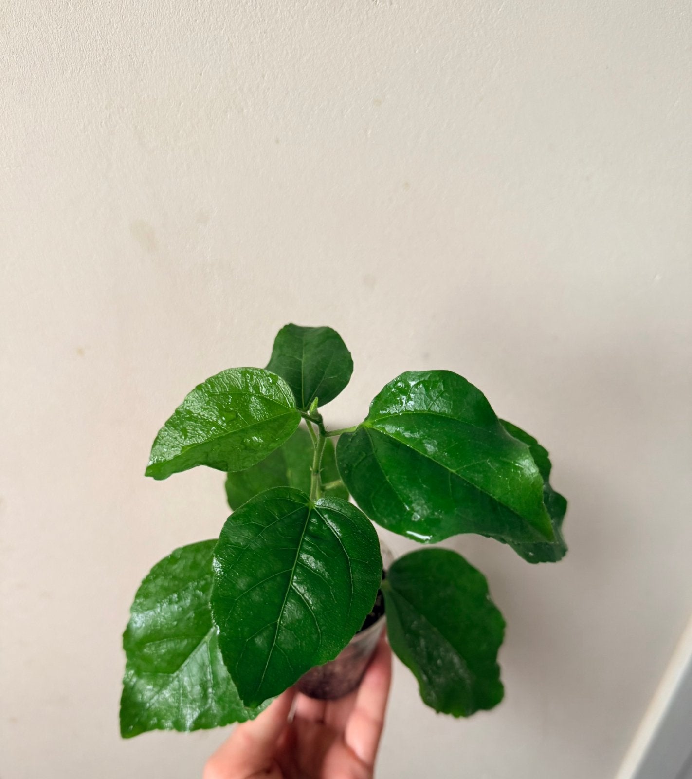 Stekken van rassenhibiscus, Ophalen of Verzenden