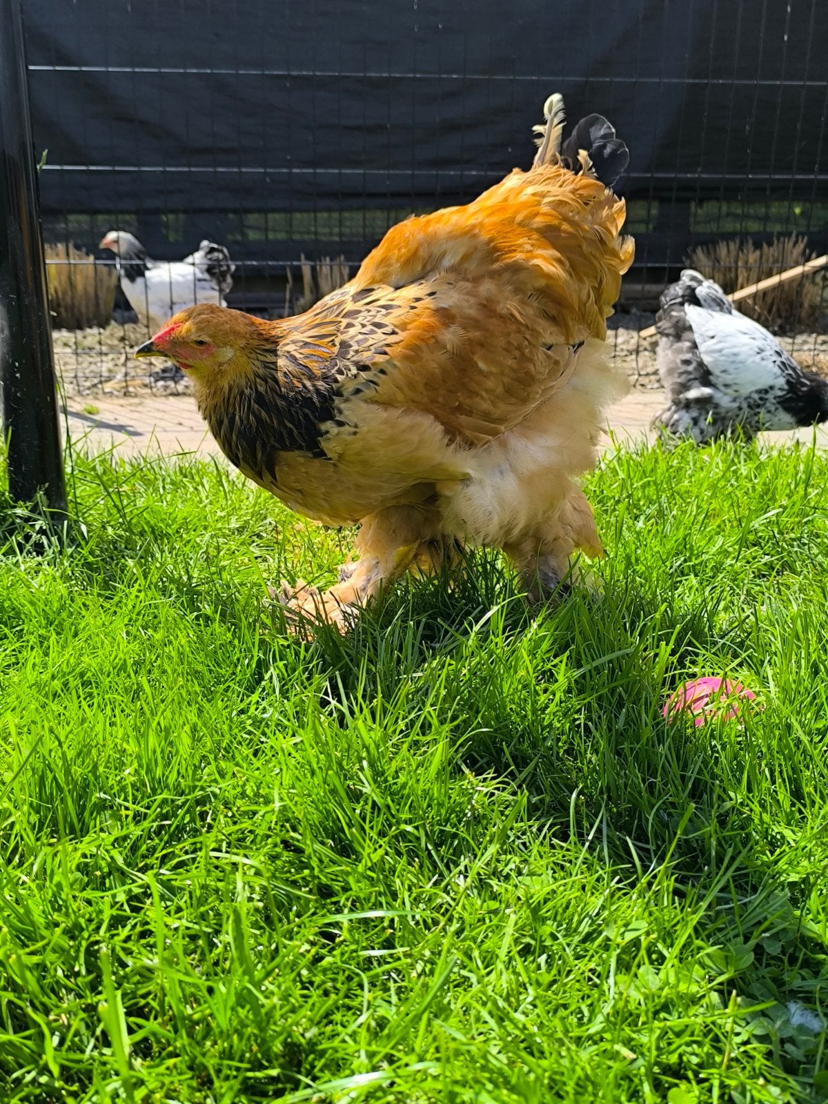 Brahma Buff Columbia zwart, Dieren en Toebehoren, Pluimvee