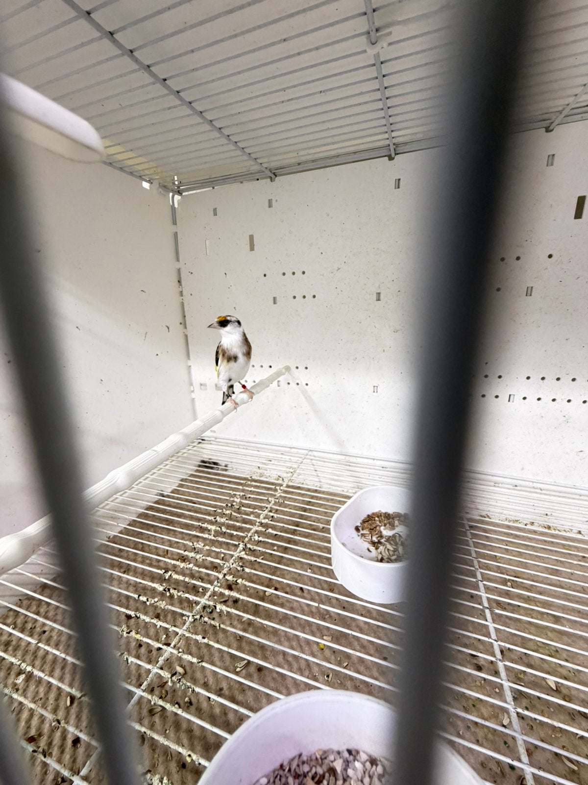 Parva putters, Geslacht onbekend, Wildzangvogel, Geringd