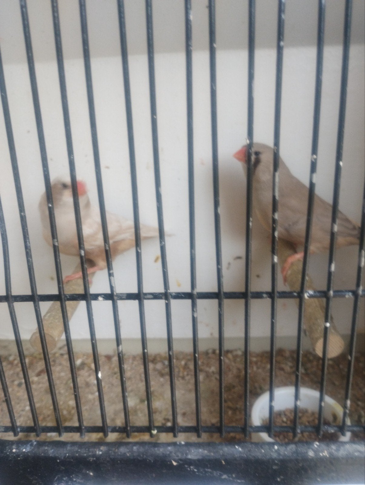 mandarins, Animaux & Accessoires, Femelle